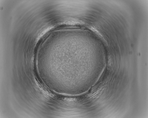 X0000087380440200705111739