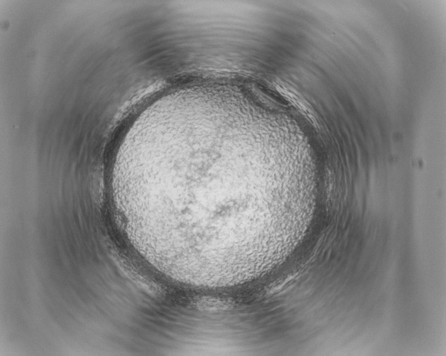 X0000087380494200705111739