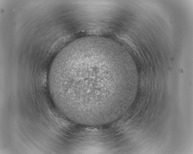 X0000087380502200705111739