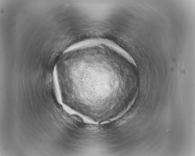 X0000087380624200705111737