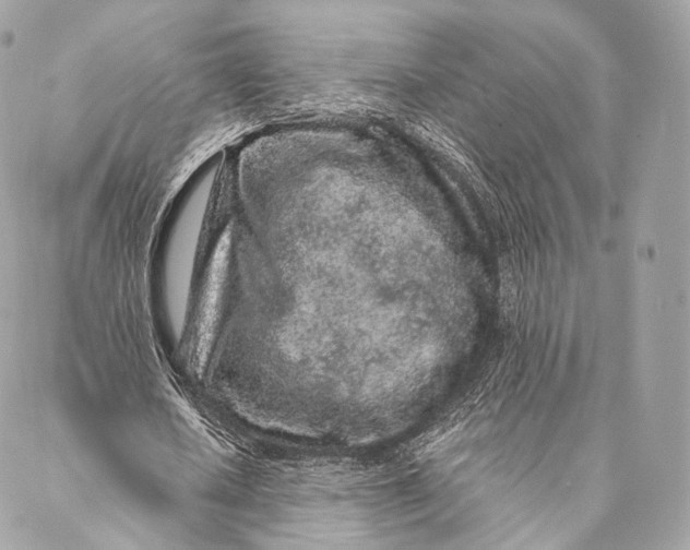 X0000087380626200705111736