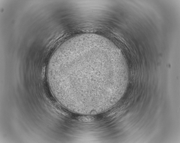 X0000087380652200705111737