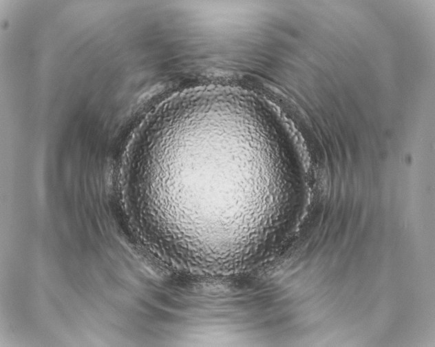 X0000087380668200705111737