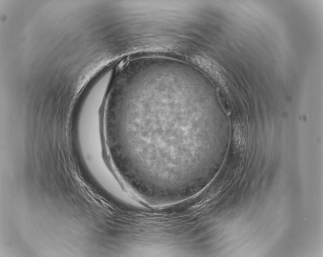 X0000087380676200705111736