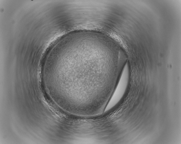 X0000087380680200705111736