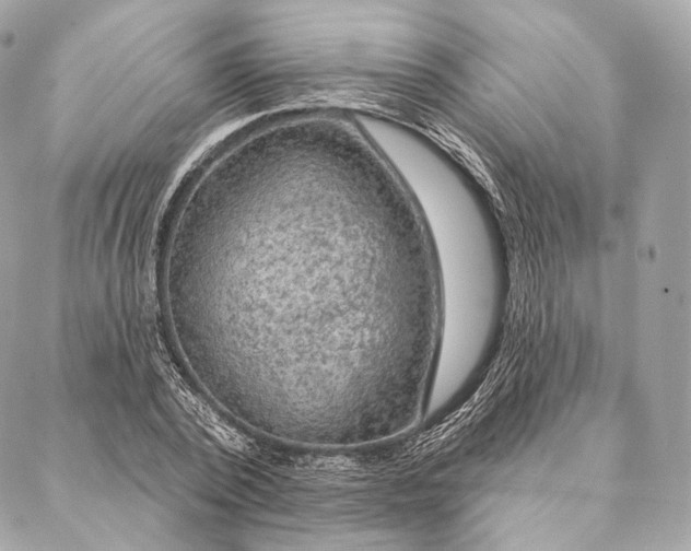 X0000087380784200705111734