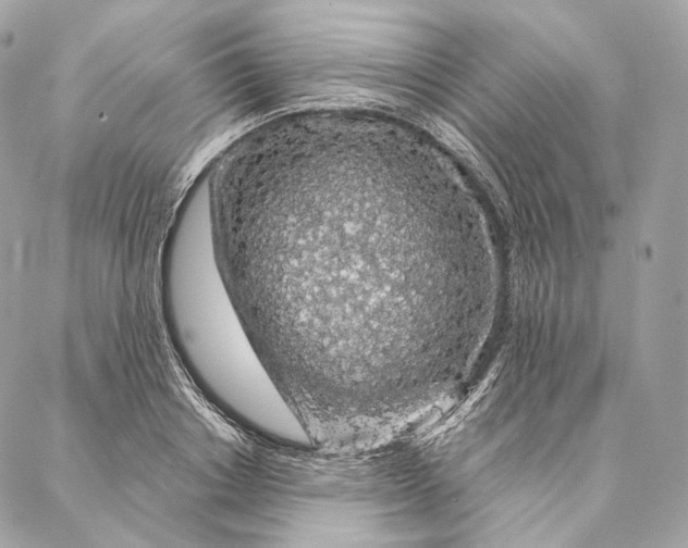 X0000087380842200705111733