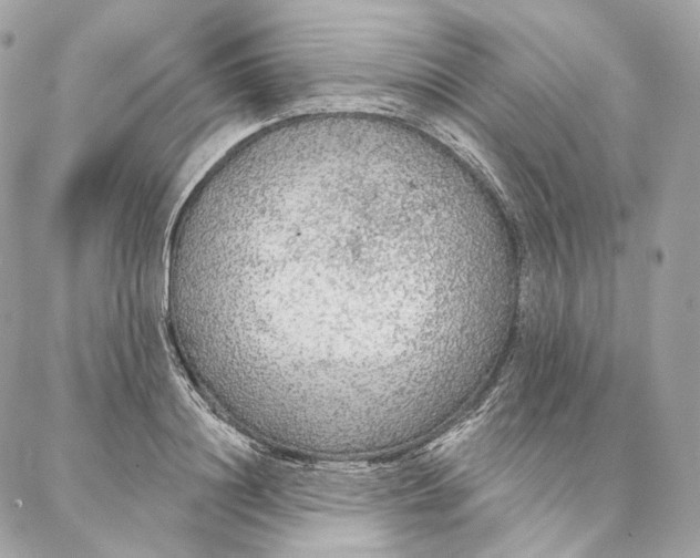 X0000087380844200705111733