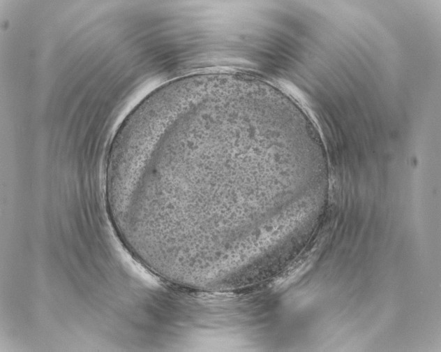 X0000087380859200705111734