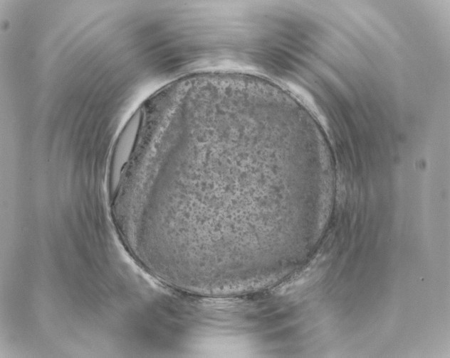 X0000087380863200705111734