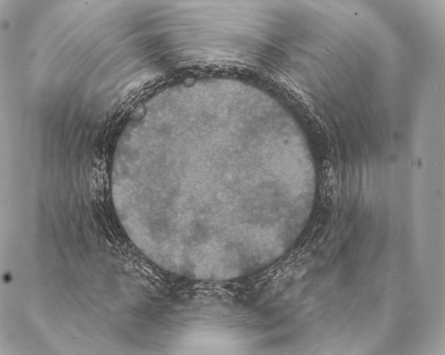 X0000087380918200705111731