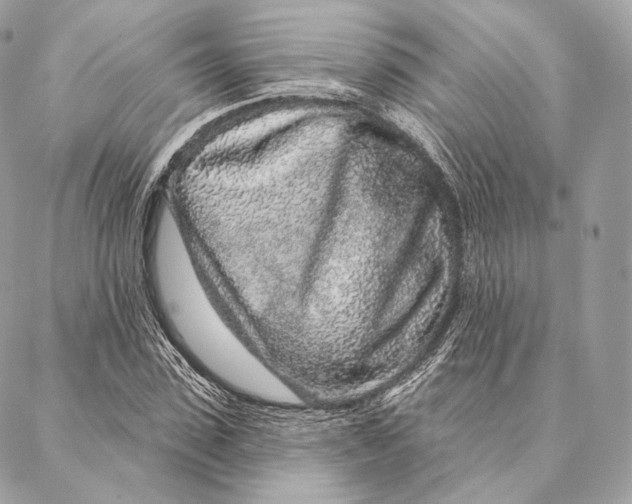 X0000087380923200705111732