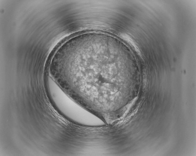 X0000087380924200705111732