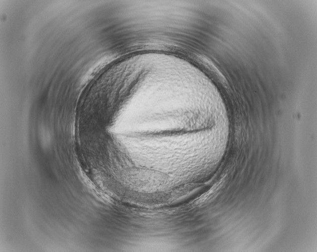 X0000087380938200705111732