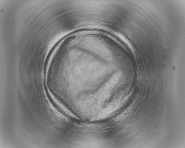 X0000087380951200705111732