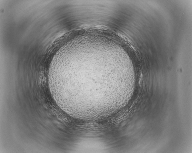 X0000087380966200705111731