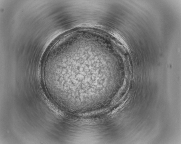 X0000087380976200705111731