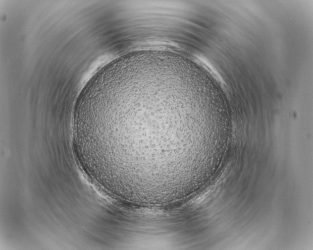 X0000087380994200705111731