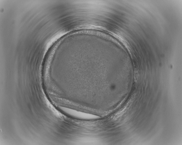 X0000087380995200705111731