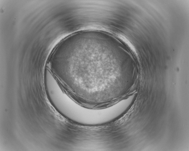 X0000087380996200705111731