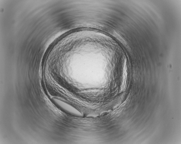 X0000087381028200705111730