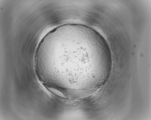 X0000087381056200705111731