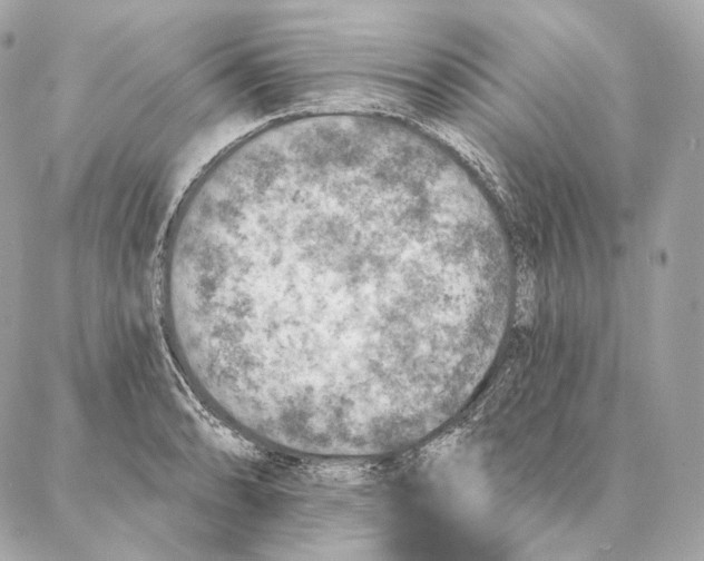 X0000087381086200705111729