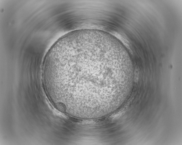 X0000087381094200705111729