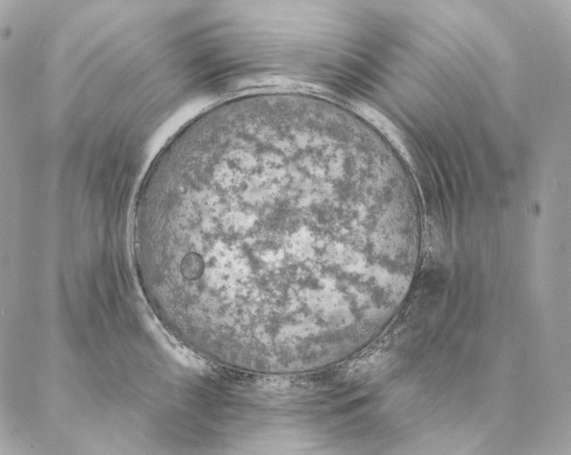 X0000087381098200705111729