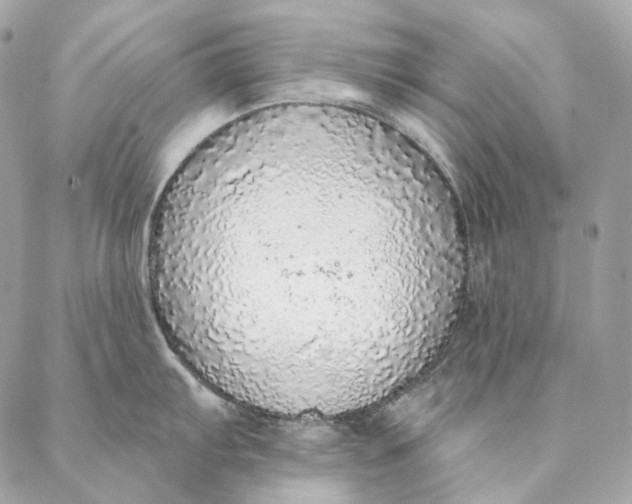 X0000087381103200705111729