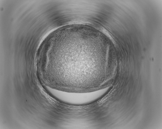 X0000087381124200705111729