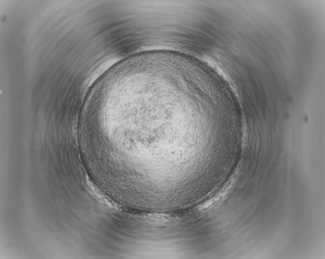 X0000087381137200705111729