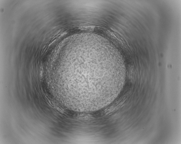 X0000087381154200705111728