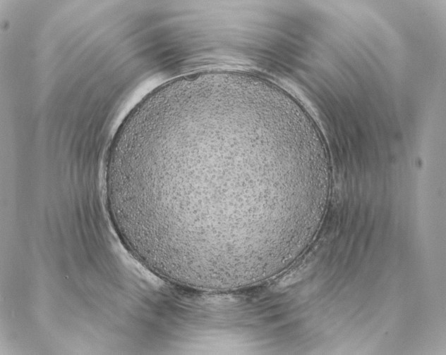 X0000087381243200705111727