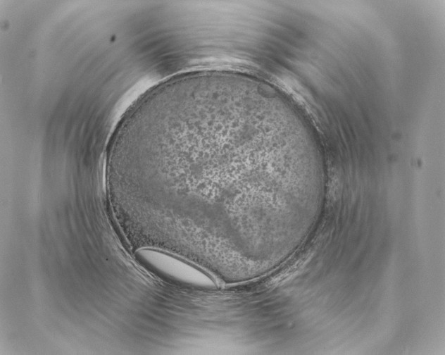 X0000087381275200705111726