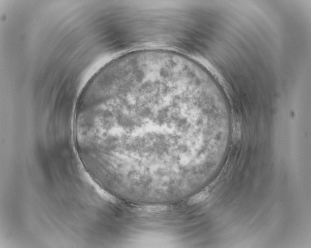 X0000087381294200705111726