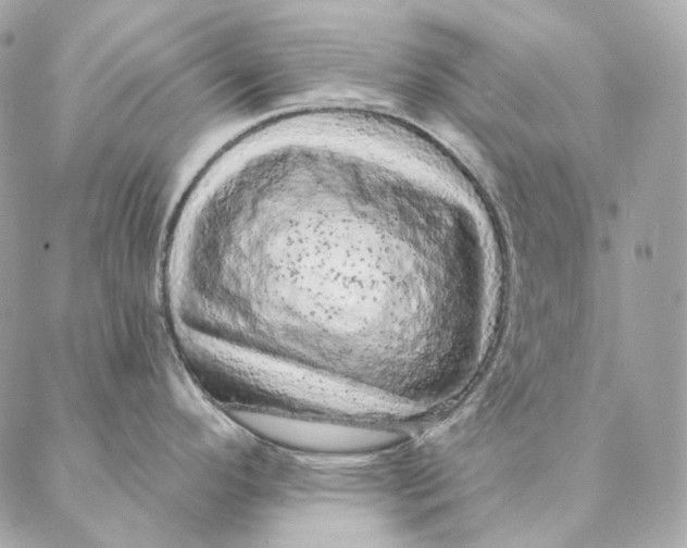 X0000087381296200705111726