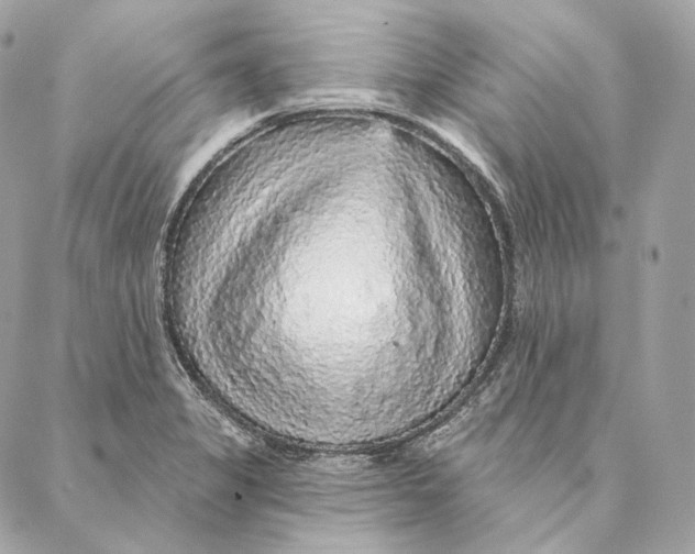 X0000087381325200705111726