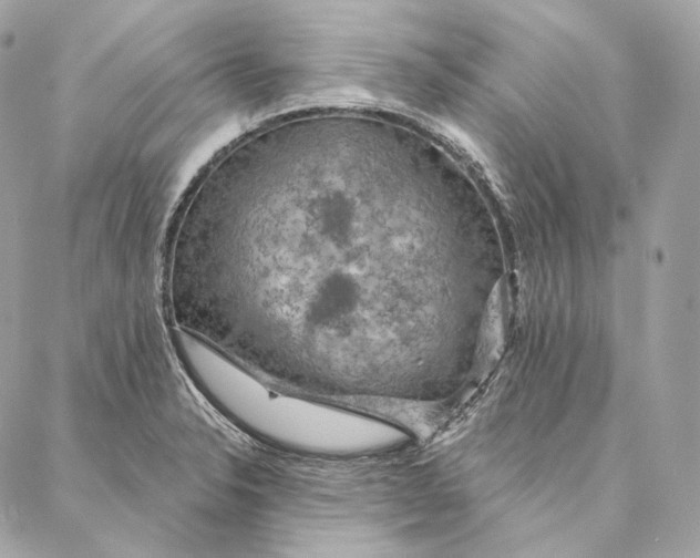 X0000087381326200705111726