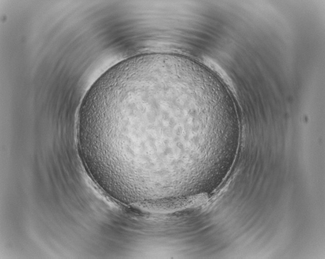 X0000087381386200705111724