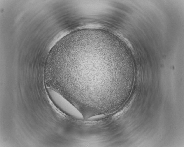 X0000087381425200705111724