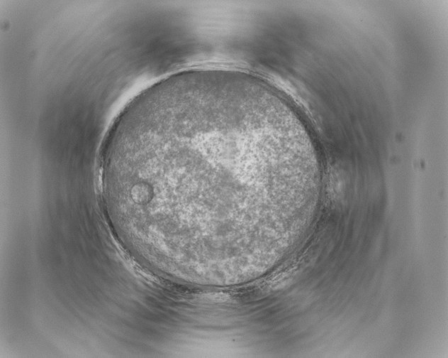 X0000087381462200705111723