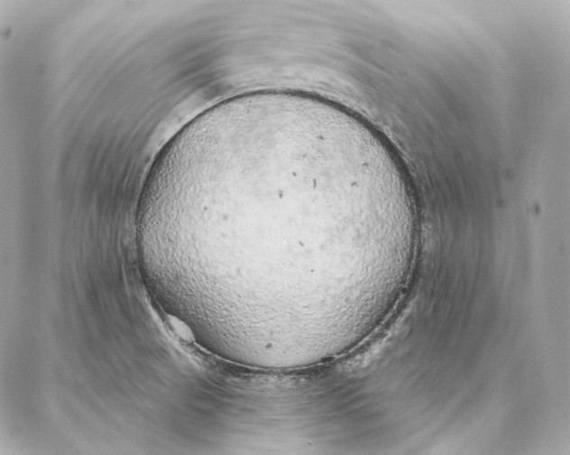 X0000087381521200705111722