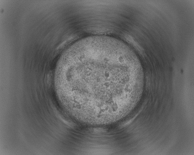 X0000087380165200705181251