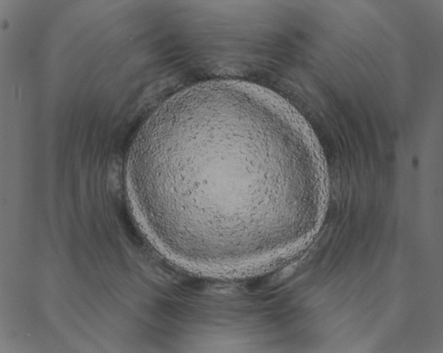 X0000087380175200705181251