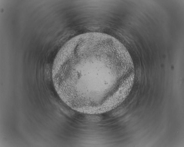 X0000087380234200705181250