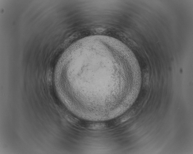 X0000087380274200705181250