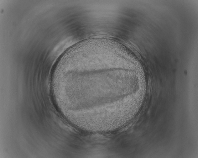 X0000087380290200705181249