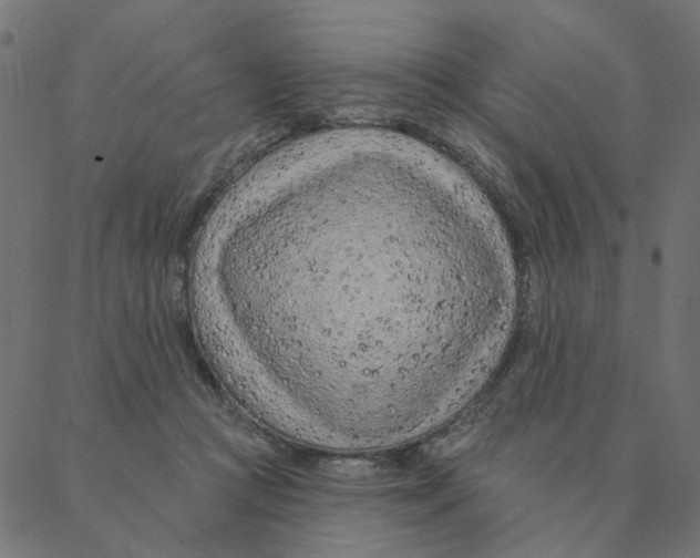 X0000087380361200705181248