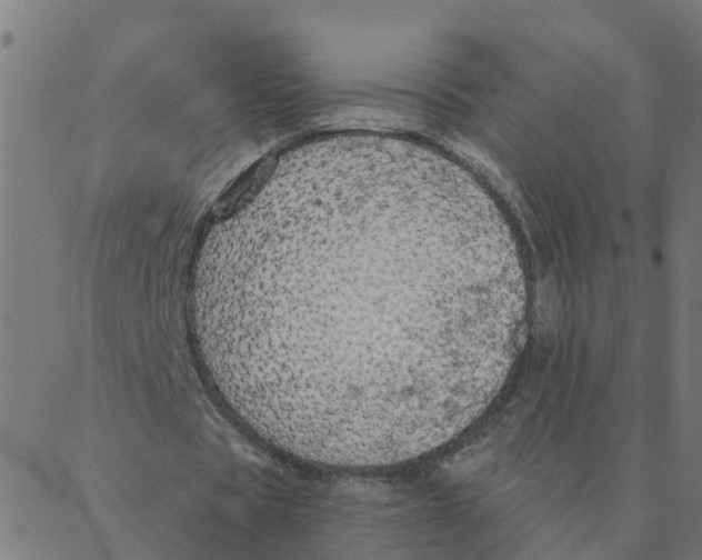 X0000087380529200705181244